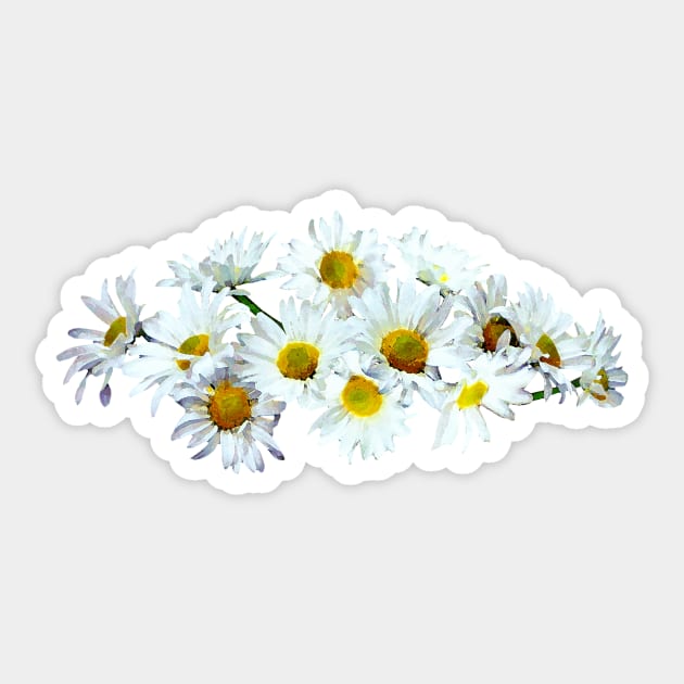 Cluster of White Daisies Sticker by SusanSavad